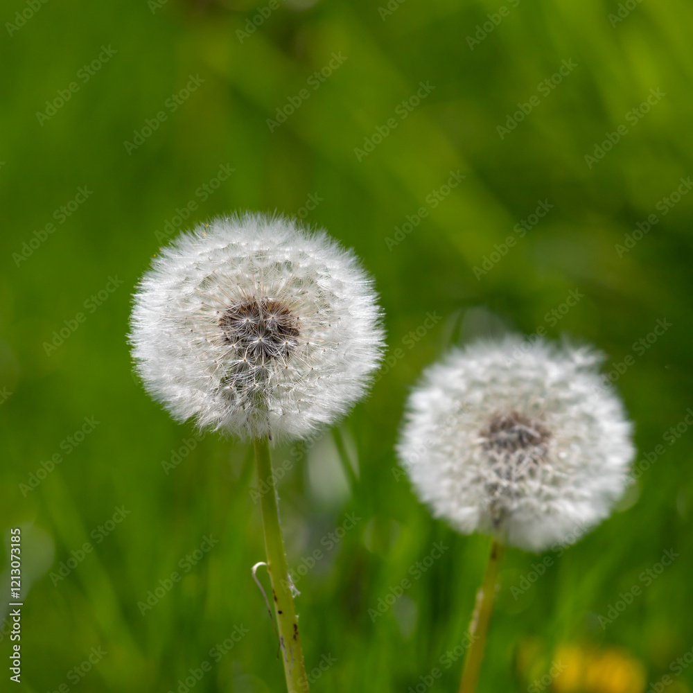 Close-Up of Dandelions with Seed Heads in Green Grassy Surroundings Close-Up of Dandelions with Seed Heads in Green Grassy Surroundings