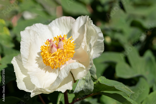 White Flower with Yellow Stamen Delicately Blooming in Green Foliage