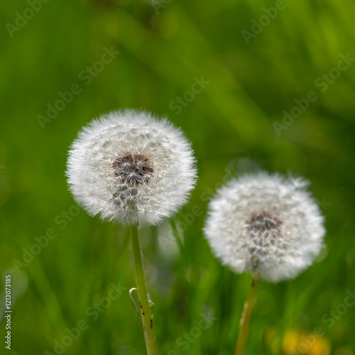 Close-Up of Dandelions with Seed Heads in Green Grassy Surroundings