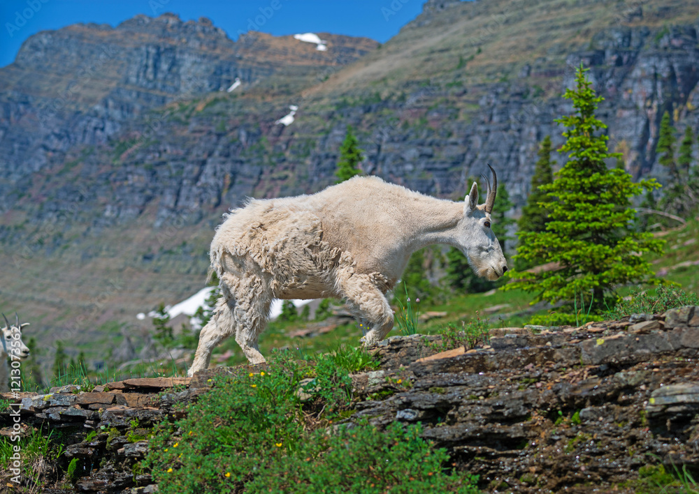 Mountain Goat Walking in an Alpine Wonderland