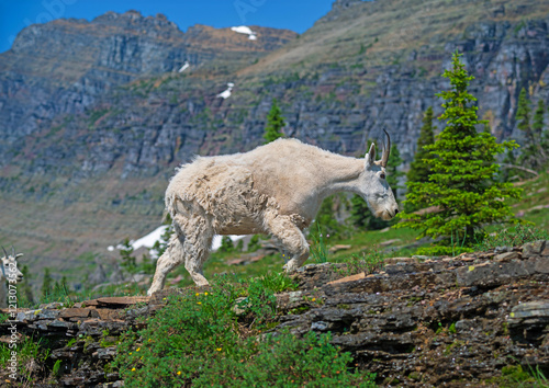 Obraz na płótnie Mountain Goat Walking in an Alpine Wonderland w salonie