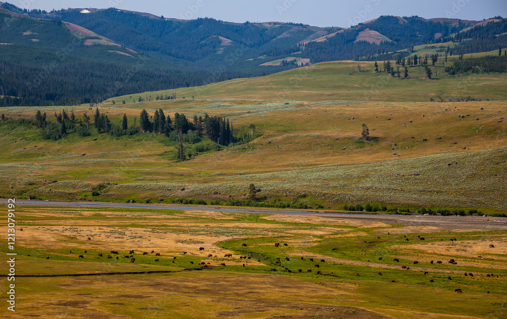 Fototapeta premium Large Herd of Buffalo Grazing in the Meadow in Yellowstone, Yellowstone National Park, Wyoming