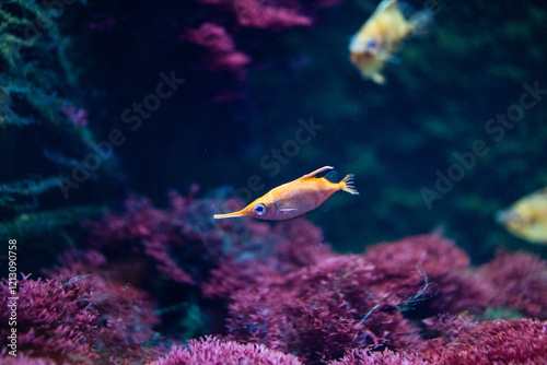 Obraz na plátně Lange Nase Fisch orange