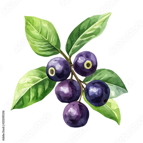 Wallpaper Mural Acai Berry Plant with Fruit Watercolor Flat Illustration | Tropical Superfood Artwork for Logos & Digital Designs  
 Torontodigital.ca