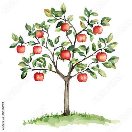 Apple Tree with Fruit – Lush Watercolor Vector Illustration, Classic Fruit Tree Design, Nature-Inspired Artwork, Vibrant Apple Tree with Ripe Fruits Vector.  
