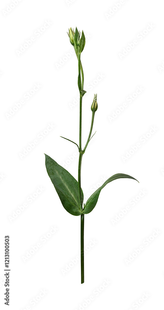 Eustoma stem with leaves and buds isolated on a white background. Design element for creating floral arrangements, bouquets, frames, invitations, cards. Eustoma stem with leaves and buds isolated on a white background. Design element for creating floral arrangements, bouquets, frames, invitations, cards.