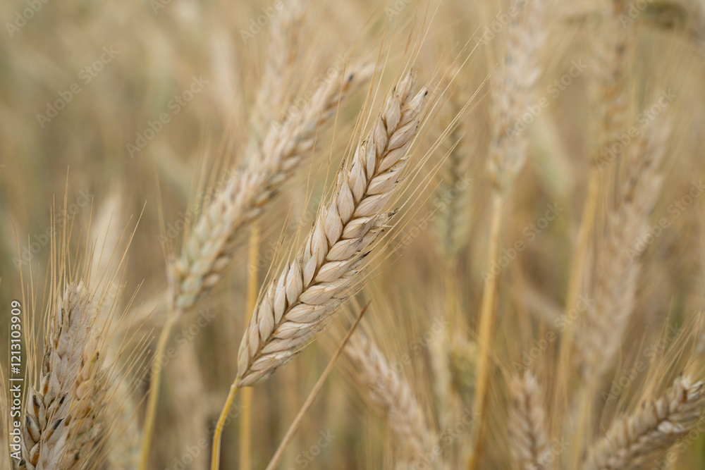 Country field with ripe barley Country field with ripe barley