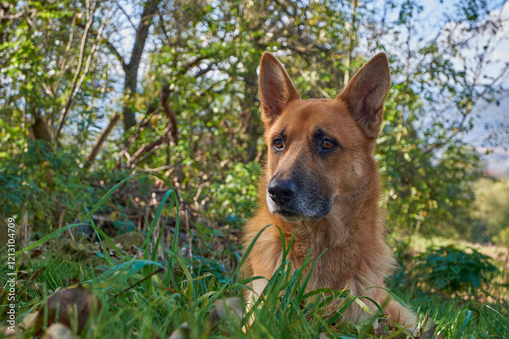 Naklejka premium A majestic metis of German Shepherd with alert ears and soulful eyes rests in a lush green forest, surrounded by vibrant foliage under a clear blue sky