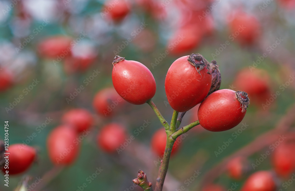 Rosehip berries close-up on bush growing in the forest. Ripe medicinal fruits of briar, healing plants Rosehip berries close-up on bush growing in the forest. Ripe medicinal fruits of briar, healing plants