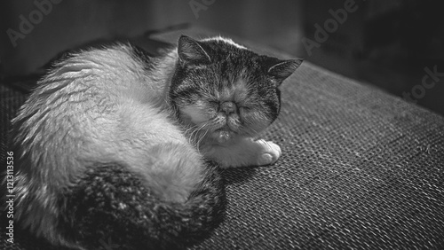 White exotic cat snoopy dozed on the couch monohrom