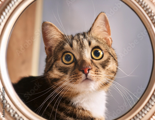 A cat's reflection in a mirror, showing curiosity and surprise. photo