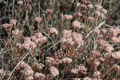 Mojave California Buckwheat, Eriogonum Fasciculatum Variety Polifolium, a superlative native shrub with cymose subumbellate head inflorescences during Autumn in the Little San Bernardino Mountains. photo