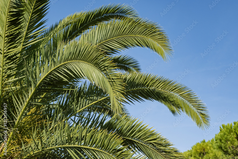 Fototapeta premium Feuillage de palmier des Canaries