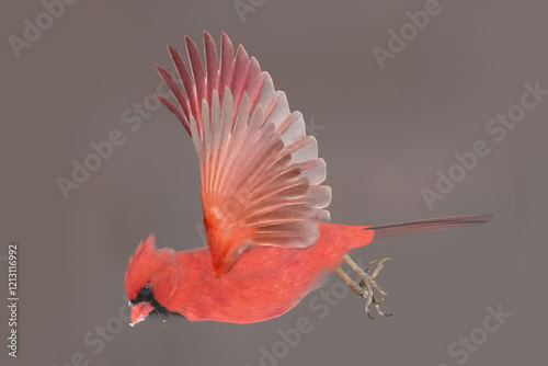 Cardinals in winter windy freezing day