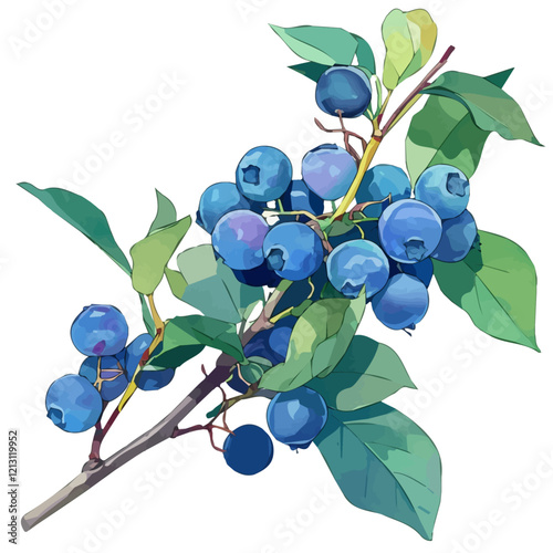 Blueberry Bush with Fruit – Fresh Watercolor Vector Illustration, Berry-Laden Bush Design, Nature-Inspired Artwork, Vibrant Blueberry Bush with Ripe Fruits Vector.  
