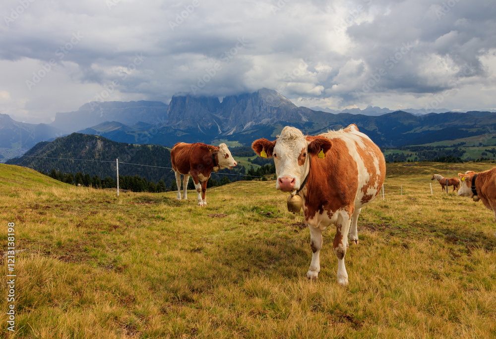 Cow on Alpe di Siusi Plattkoffel Langkoffel Cow on Alpe di Siusi Plattkoffel Langkoffel