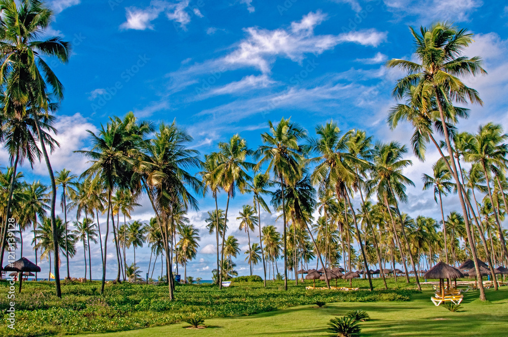 Fototapeta premium Beach and coconuts trees at Sauipe Coast, on the northern coast of the state of Bahia. The entire area is filled with hotels and resorts , which form the largest tourist complex in Brazil. 2018