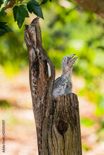 urutau (Nyctibius griseus) com filhote