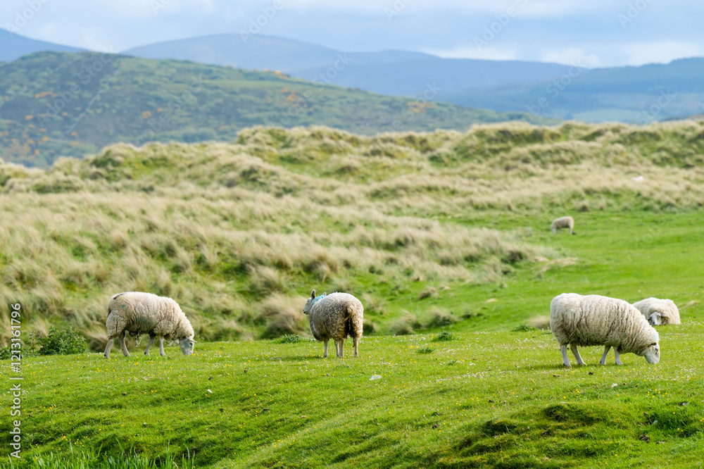 Sheep marked with dye grazing in green pastures. Adult sheep and baby lambs feeding in lush green meadows of Ireland. Sheep marked with dye grazing in green pastures. Adult sheep and baby lambs feeding in lush green meadows of Ireland.