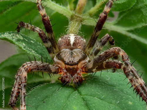 Gartenkreuzspinne (Araneus diadematus) photo