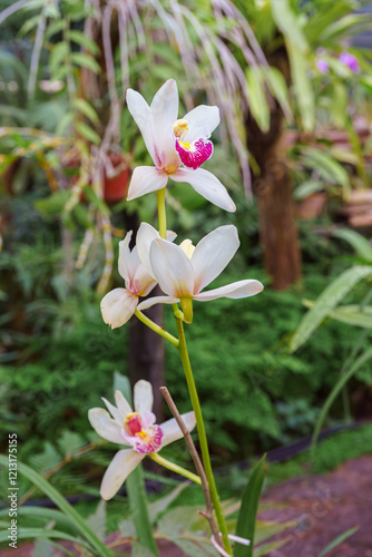 Beautiful blooming bright white Cymbidium orchid inside greenhouse on green pants background. Gardening hobby, plant breeding and cultivation photo