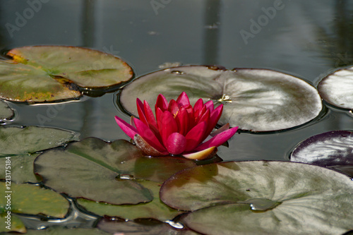 gorgeous sunlit rich dark burgundy water lily on the pond in the summer garden on a hot day (Augsburg, Germany)	