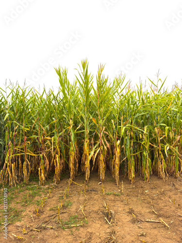 Partially Dried Corn Stalks Against White Background