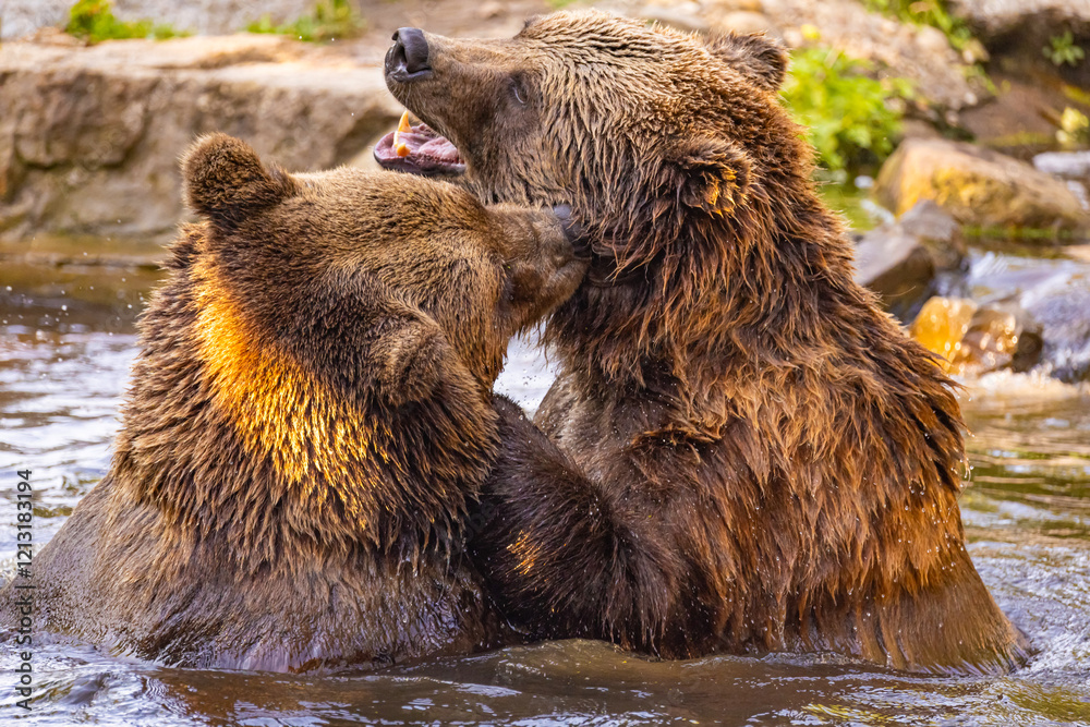 Obraz premium two Wild brown bear ,ursus arctos playing