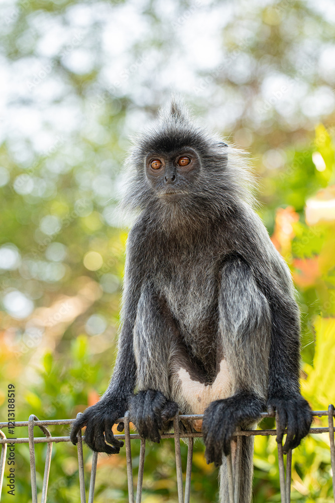 Fototapeta premium Closeup portrait of Tufted gray langur Semnopithecus priam