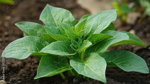 Wallpaper Mural Fresh green plant sprouting, vibrant leaves showcasing growth and vitality, symbolizing natural development and renewal. Torontodigital.ca