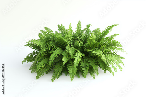 A collection of green ferns with subtle shadows on a pure white background