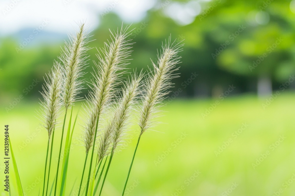 Bunch of tall grasses are standing in a field Bunch of tall grasses are standing in a field