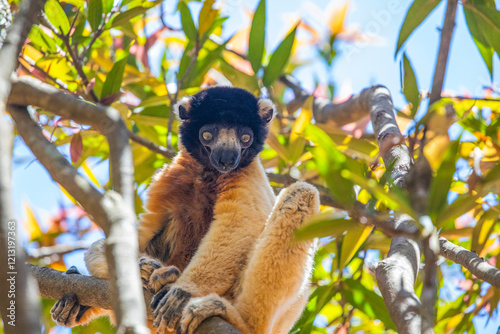 Endangered Coquerel Sifaka Lemur Propithecus coquereli Madagascar photo