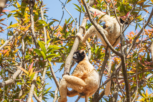 Endangered Coquerel Sifaka Lemur Propithecus coquereli Madagascar