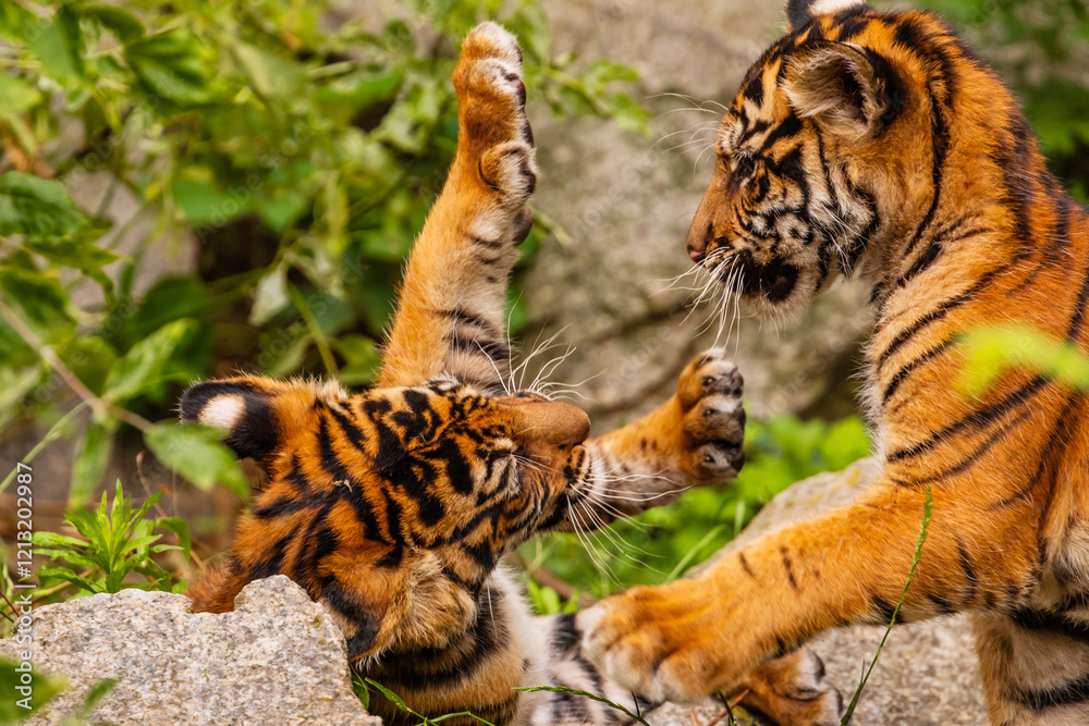 Obraz premium Sumatran tiger family with two little cubs