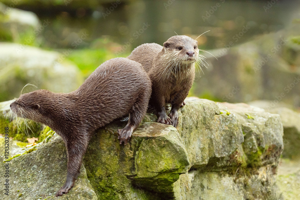 Asian small clawed otter Amblonyx cinerea, small clawed otter Asian small clawed otter Amblonyx cinerea, small clawed otter