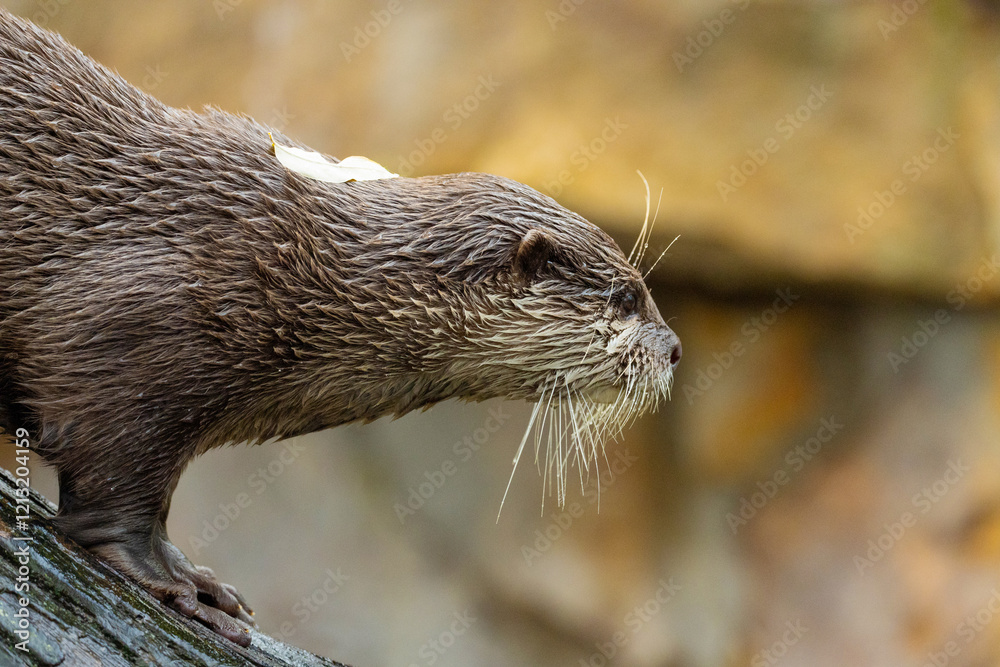 Asian small clawed otter Amblonyx cinerea, small clawed otter Asian small clawed otter Amblonyx cinerea, small clawed otter