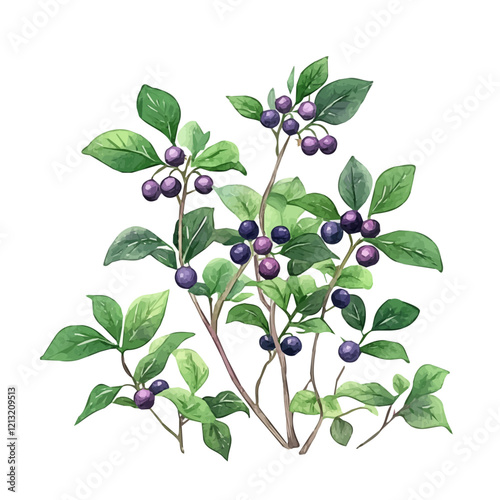 Huckleberry Bush with Fruit – Vibrant Watercolor Vector Illustration for Creative Designs  

