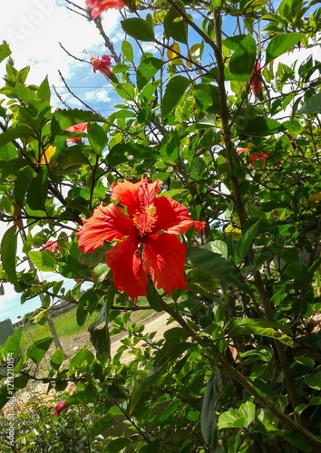 Red Hibiscus Flower photo