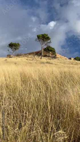 tree on a field in lucera apulia italy