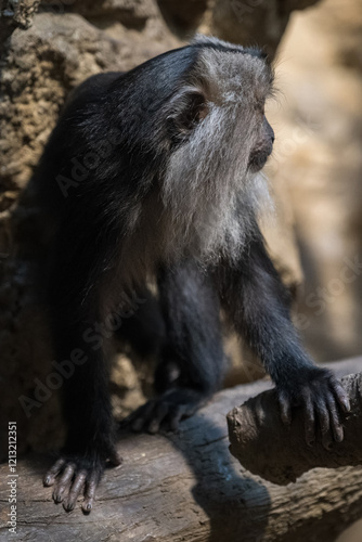 A lion macaque monkey observes the surroundings.
 photo