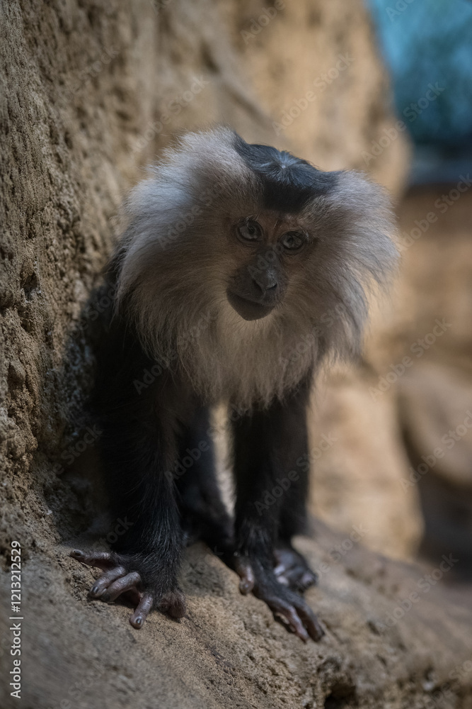 Naklejka premium A lion macaque monkey observes the surroundings. 