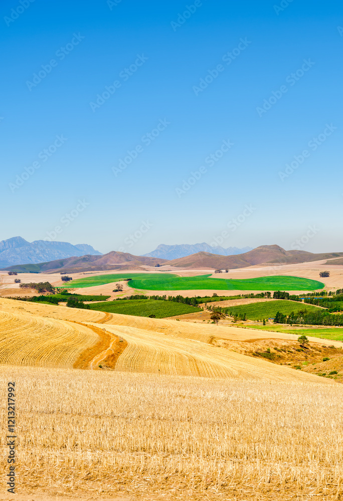 Vertical shot of patches of green crops surrounded by golden fields after harvest in the rolling hills of Villiersdorp, Villiersdorp, South Africa