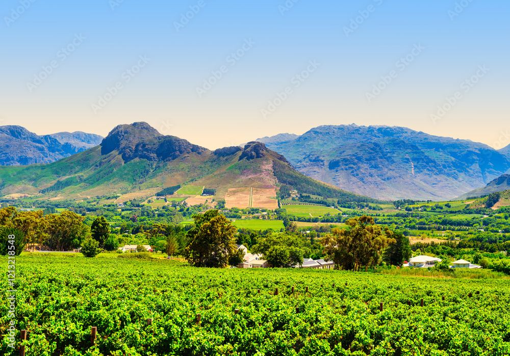 Scenic view of Franschhoek vineyards nestled on the slopes with the majestic Langeberg Mountain in the background, Franschhoek, South Africa