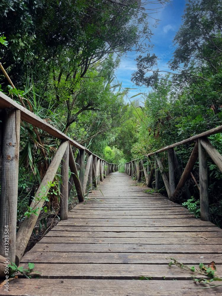 Vertical image of a wooden path through the undergrowth Vertical image of a wooden path through the undergrowth