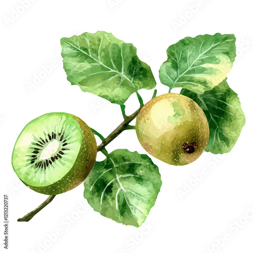 Wallpaper Mural Kiwi Vine with Fruit – Exquisite Watercolor Vector Art, Botanical Kiwi Illustration, Handcrafted Natural Beauty, Stunning Fruit-bearing Vine Painting  
 Torontodigital.ca