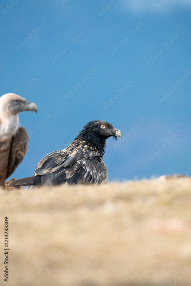 Obraz premium Bearded Vulture (Gypaetus barbatus) photographed in Spain