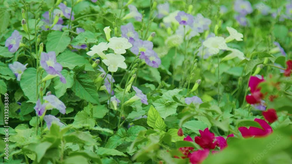 purple and white flowers