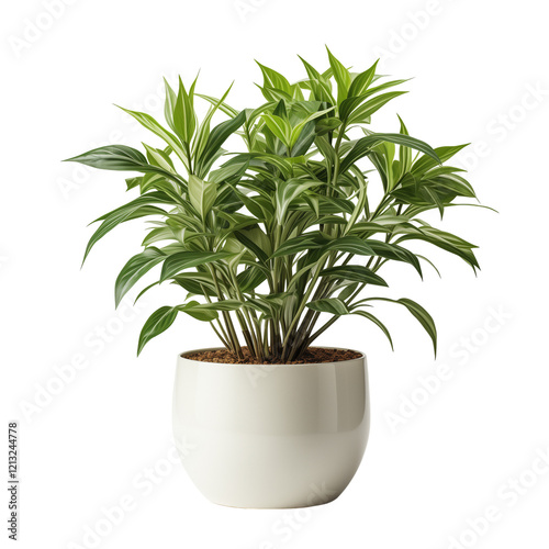 Pot Plant Isolated On Transparent Background	