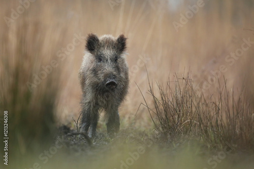 Dzik euroazjatycki, dzik, (Sus scrofa)